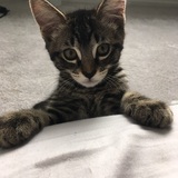 Entry image for Zeus