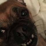 Entry image for Molly