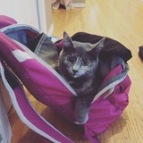 Entry image for Annie