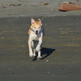 Entry image for Roxie 