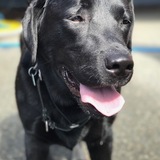 Entry image for Bubba