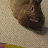 Entry image for Prancer 