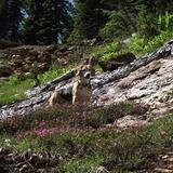 Entry image for Chico