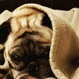 Entry image for Tyrone 