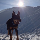 Entry image for Chewey