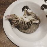 Entry image for Yogurt