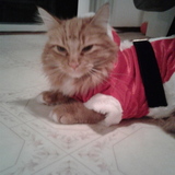 Entry image for Ginger