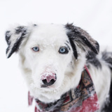 Entry image for Luna