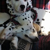 Entry image for Callie