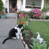 Entry image for Sweety Pie