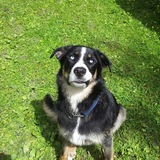 Entry image for Steel