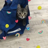 Entry image for Furgie 