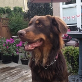 Entry image for Luna