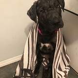 Entry image for Ducky