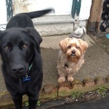 Entry image for Duke and Gizmo