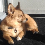 Entry image for Ruby