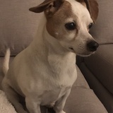 Entry image for Rocky