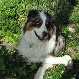 Entry image for Apache