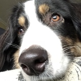 Entry image for Finn