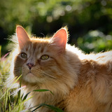 Entry image for Dorito