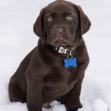 Entry image for Thor