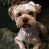 Entry image for Annie