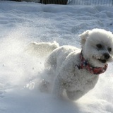 Entry image for Barkley