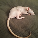 Entry image for Willow