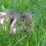 Entry image for Ruby