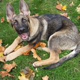 Entry image for Baron