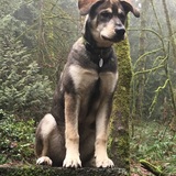 Entry image for Jake