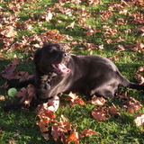 Entry image for Kyah