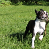 Entry image for Benny