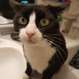 Entry image for Bella