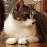 Entry image for Charlie 