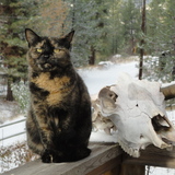 Entry image for Emma