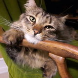 Entry image for Harley