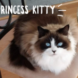 Entry image for Princess Kitty
