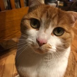 Entry image for OB  for Orange Boy