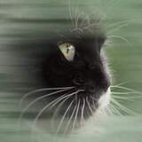 Entry image for Princess