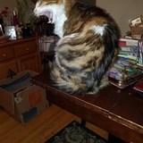 Entry image for Richard Parker 