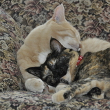 Entry image for Cleo and Dylan