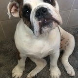 Entry image for Harlow