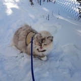 Entry image for Pebbles 