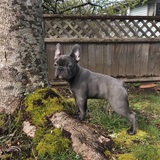 Entry image for Josey