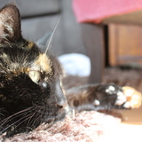 Entry image for Kitty