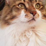 Entry image for Richard Parker 