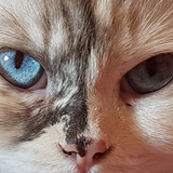 Entry image for Pebbles 