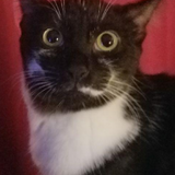 Entry image for Henry 