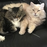 Entry image for Mittens and Butter